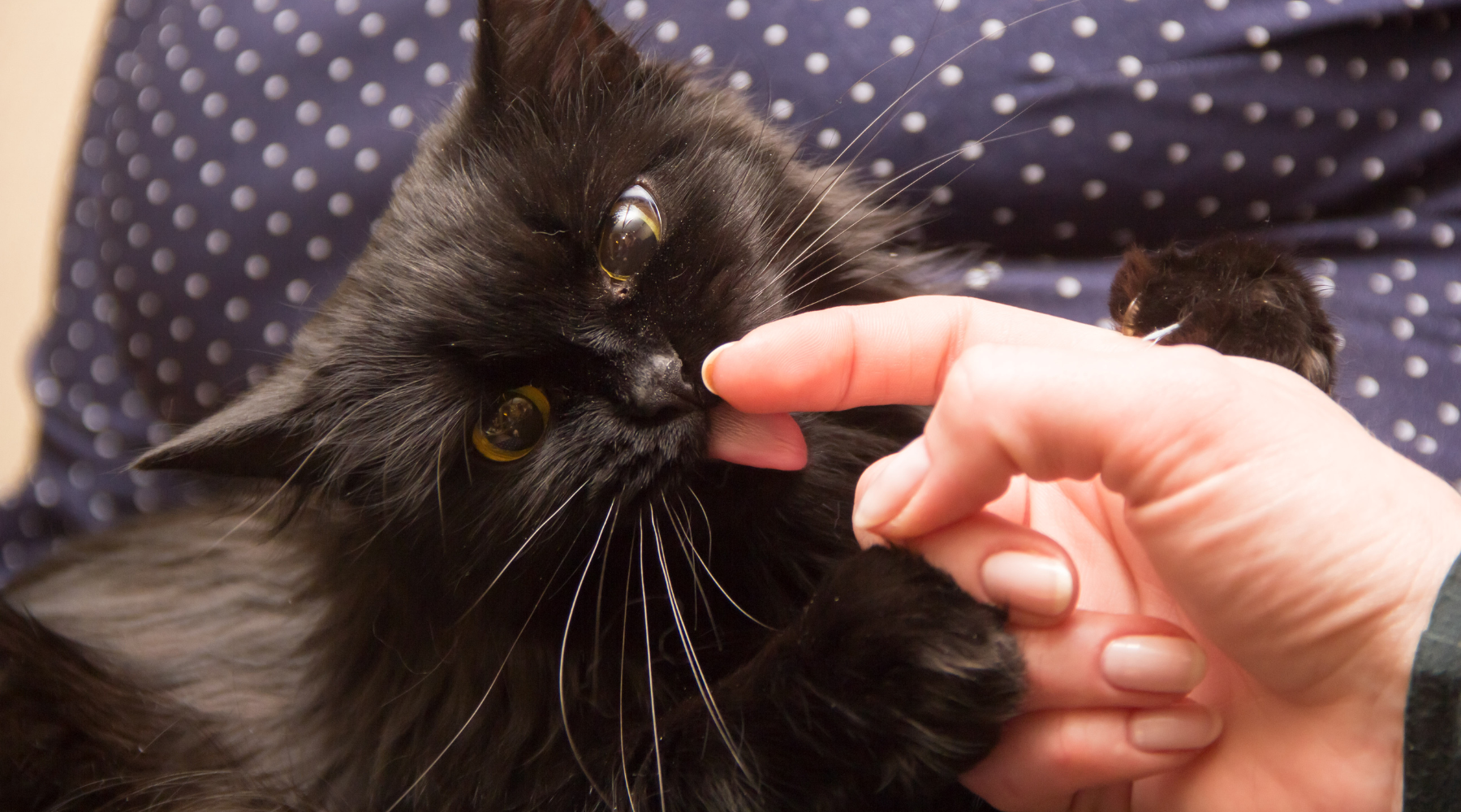 pourquoi-mon-chat-me-leche