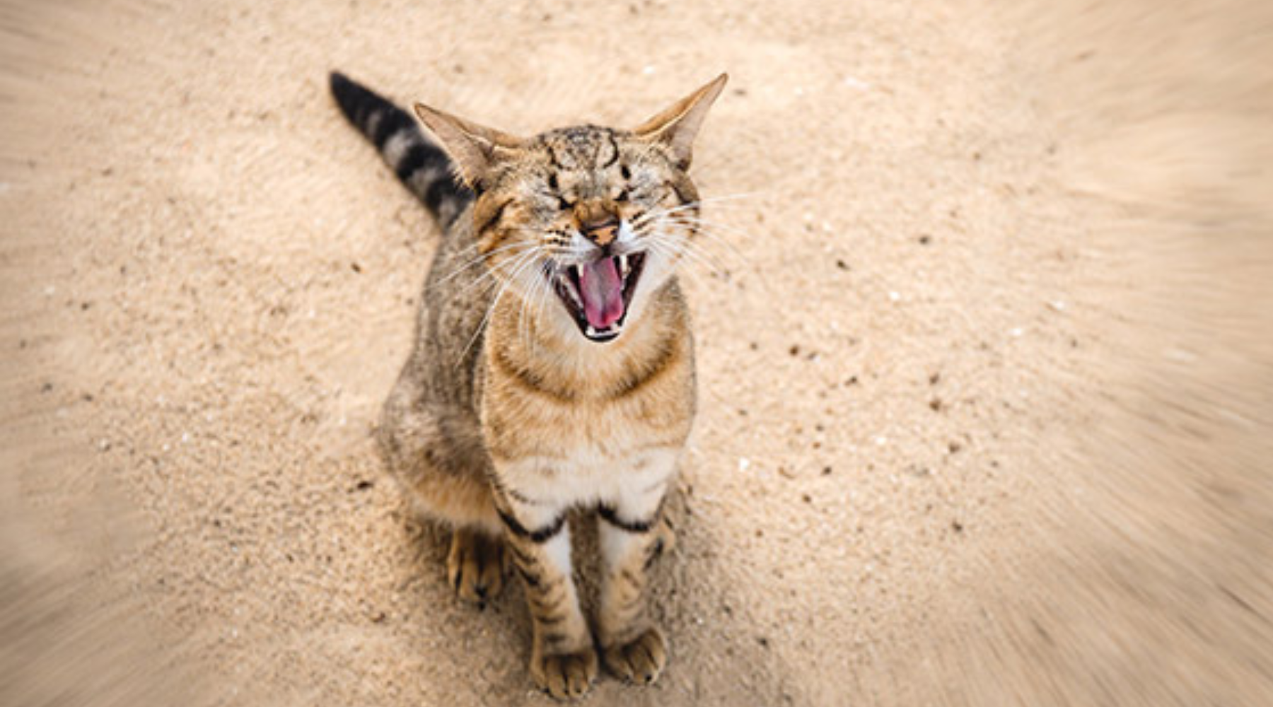 pourquoi-mon-chat-miaule-comprendre-et-reagir-a-ce-comportement