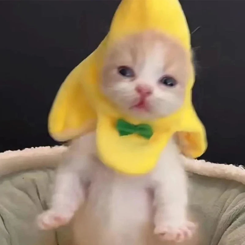 chapeau-banane-meme-chat