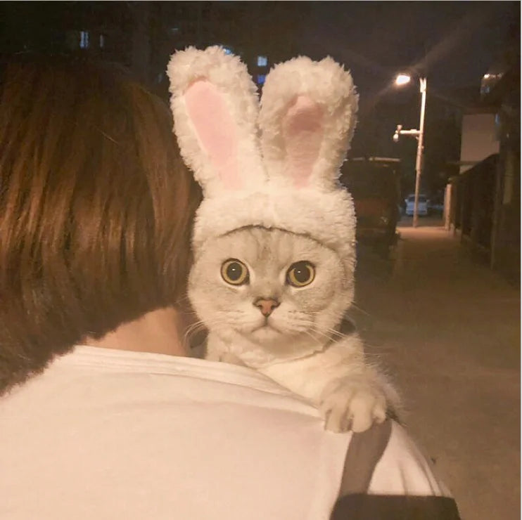 bonnet-pour-chat-lapin