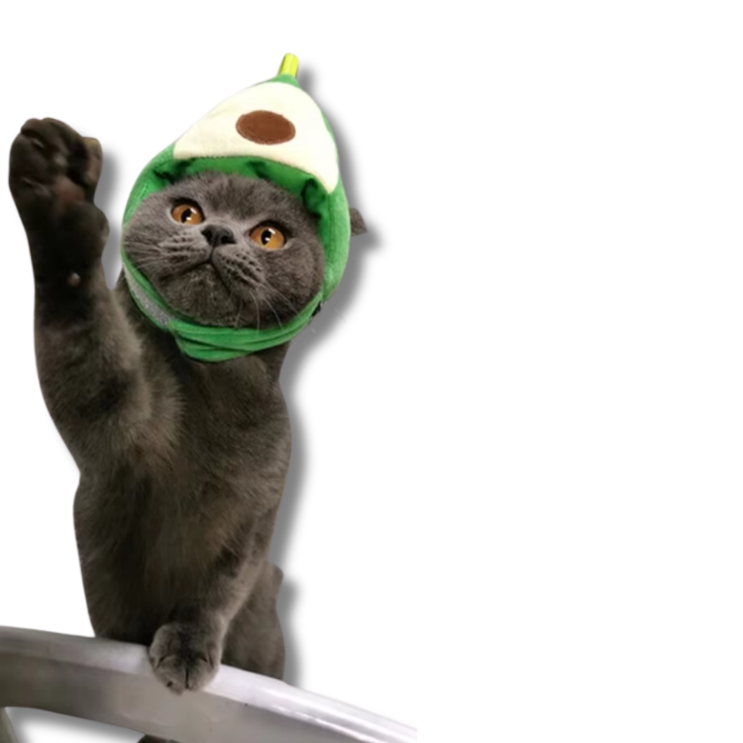 bonnet-avocat-chaton