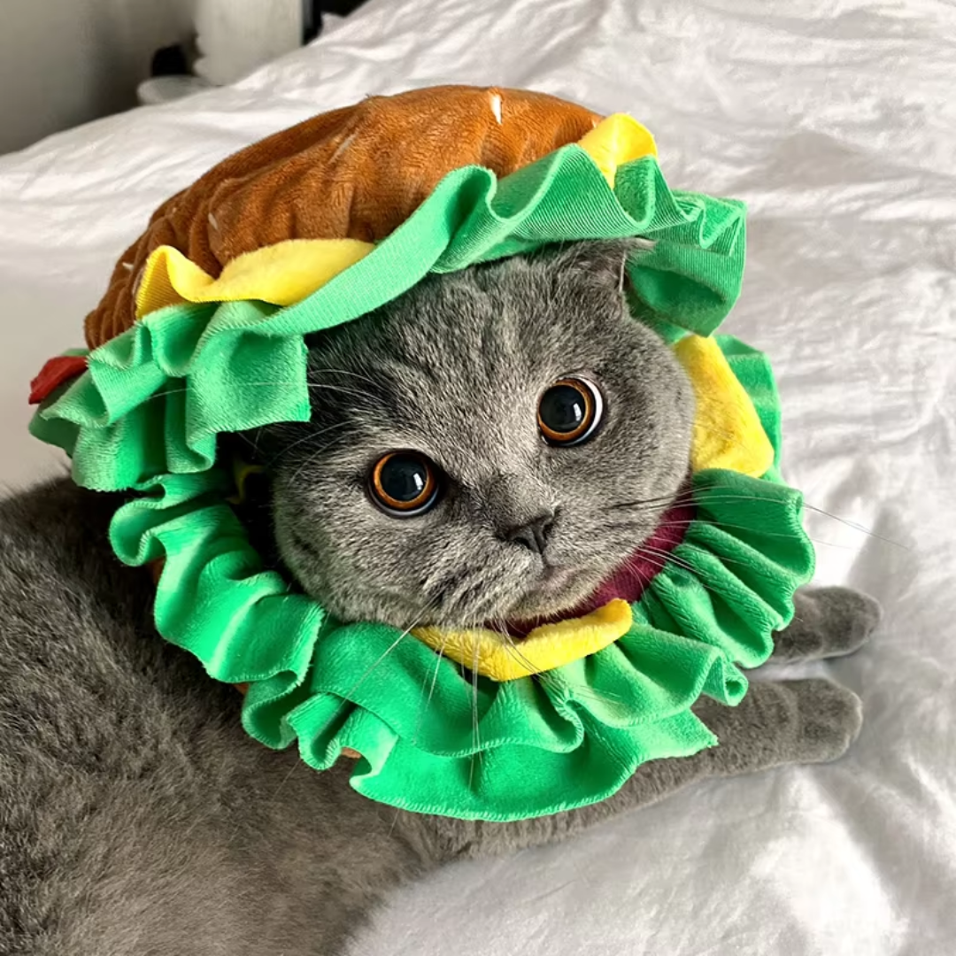 chapeau-pour-chat-hamburger