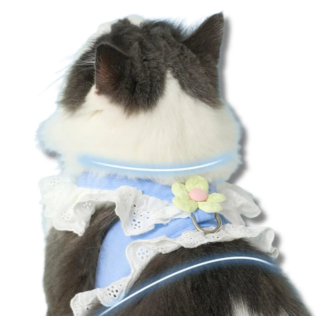 chat-harnais-robe-dete-bleu