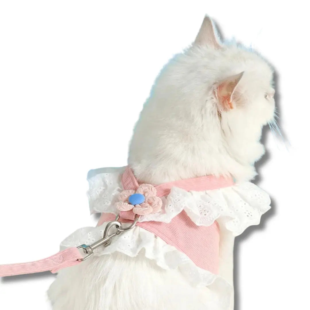 chat-harnais-robe-dete-rose