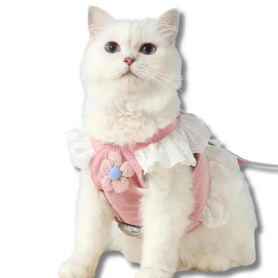 chat-harnais-robe-dete-rose