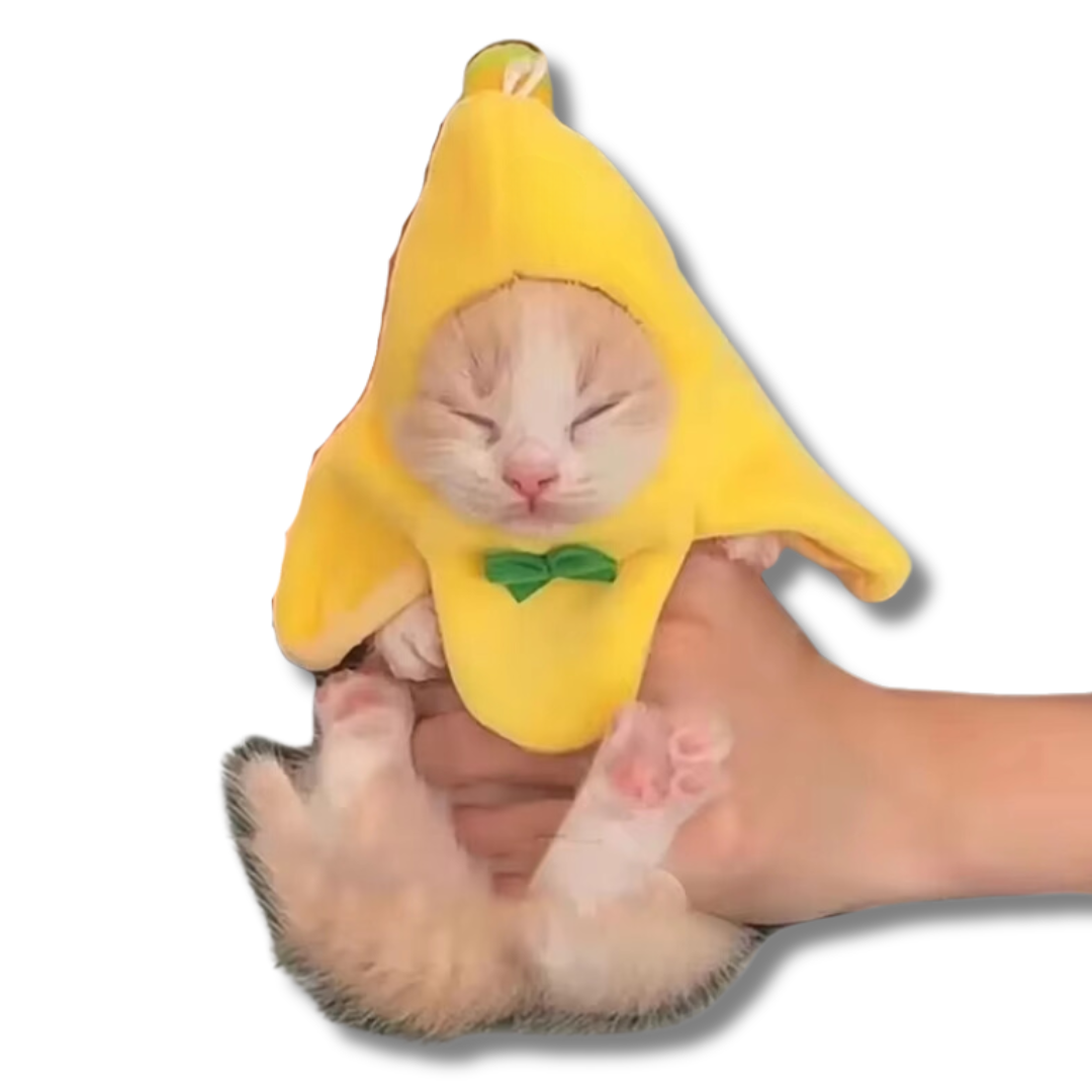 chapeau-banane-meme-chat