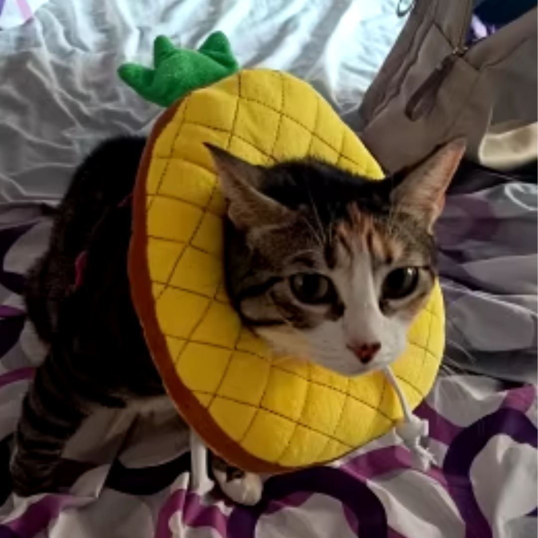 collerette-pour-chat-ananas-ajustable