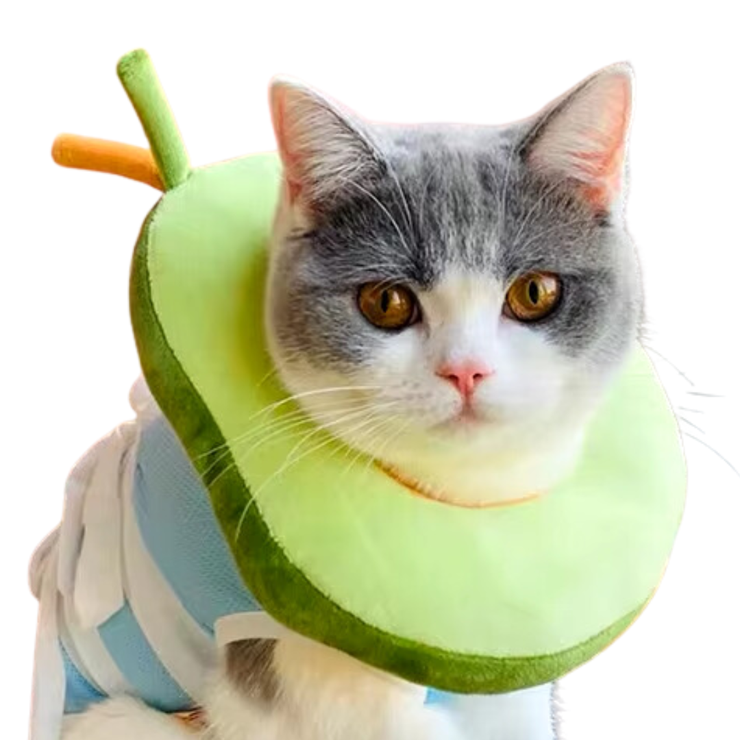 collerette-pour-chat-avocat-ajustable