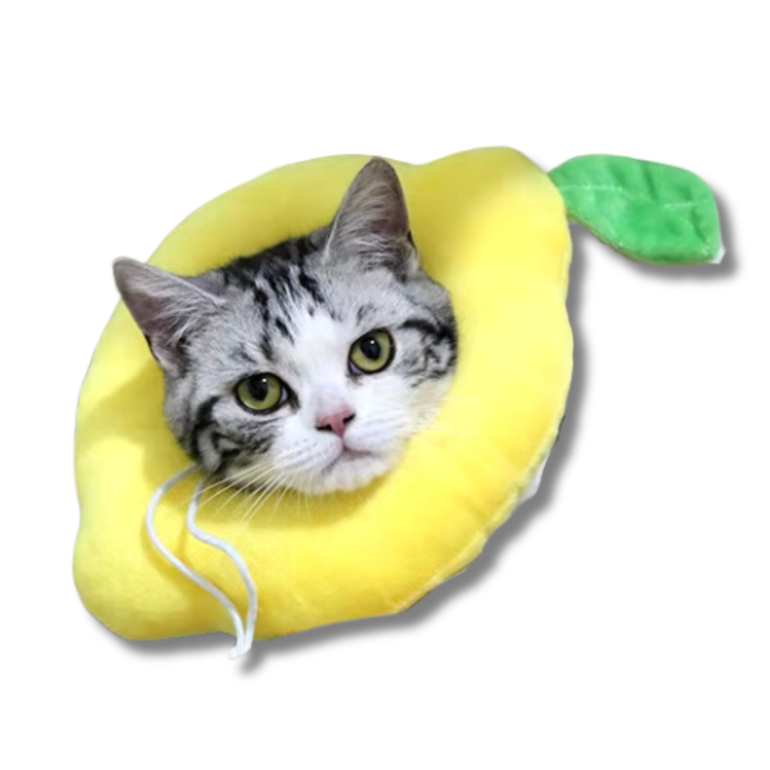 collerette-pour-chat-citron-ajustable