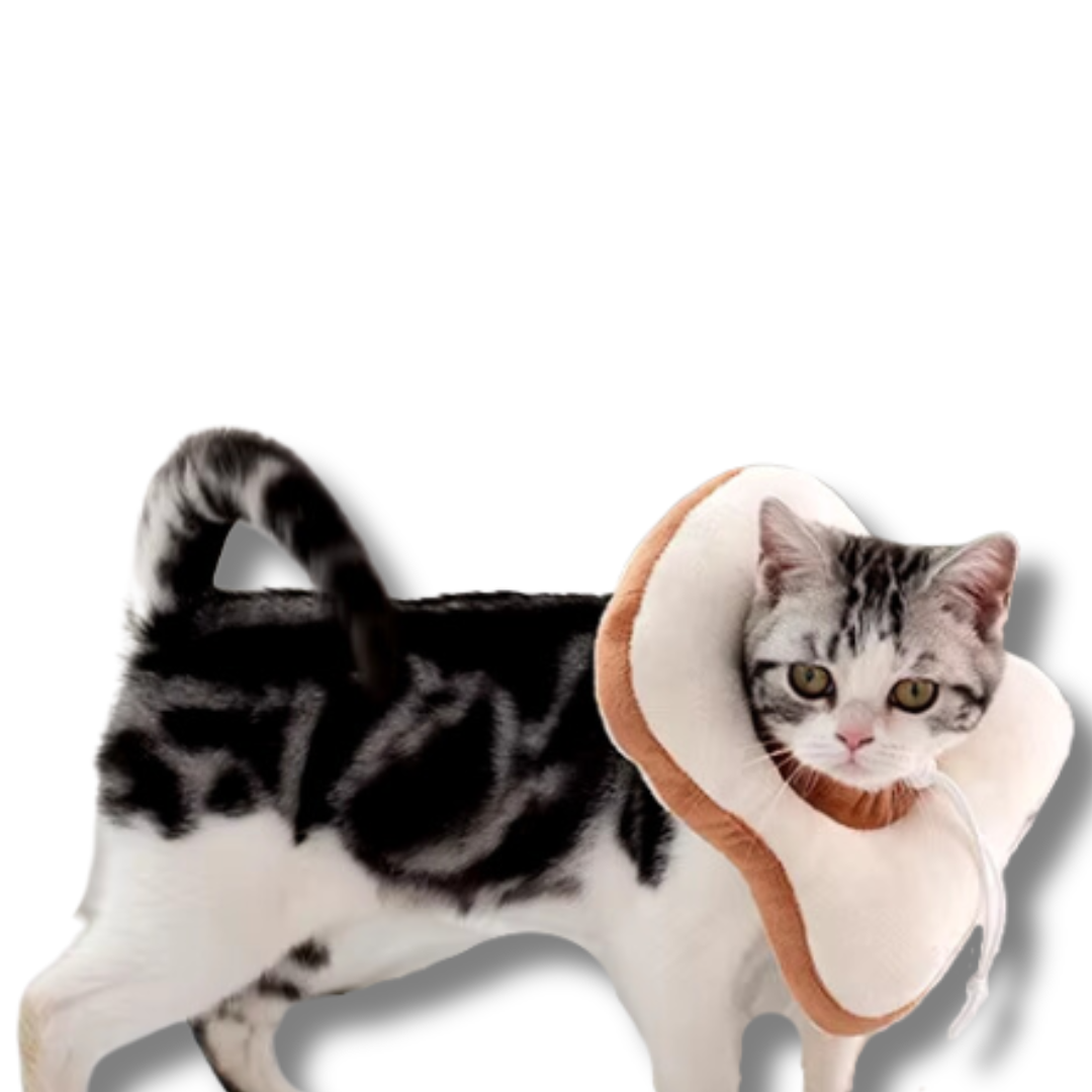 collerette-pour-chat-toast-ajustable