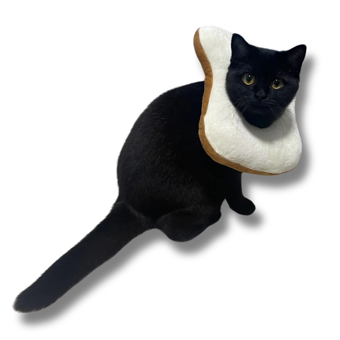 collerette-pour-chat-toast-ajustable