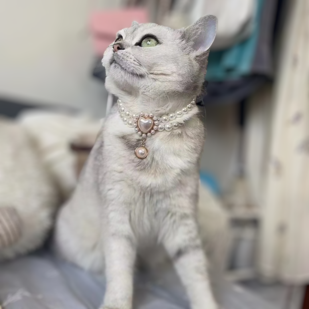 collier-pour-chat-en-perle-blanc