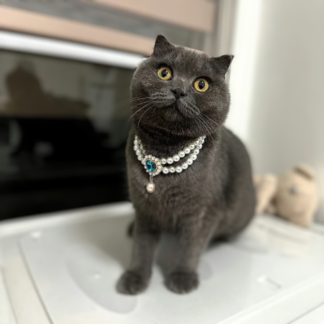 collier-pour-chat-en-perle-bleu