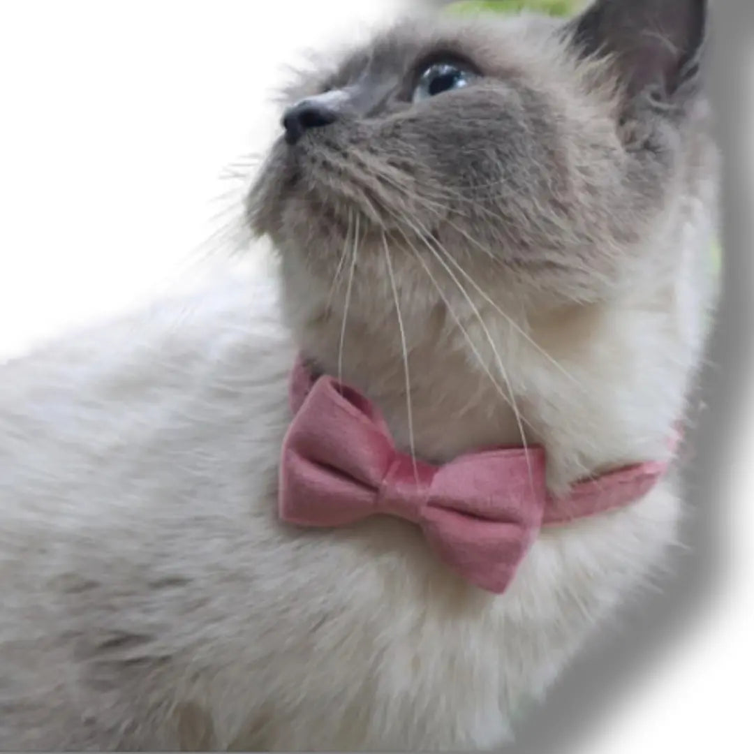 Collier Pour Chat Noeud Papillon - Rose Harnais Chat