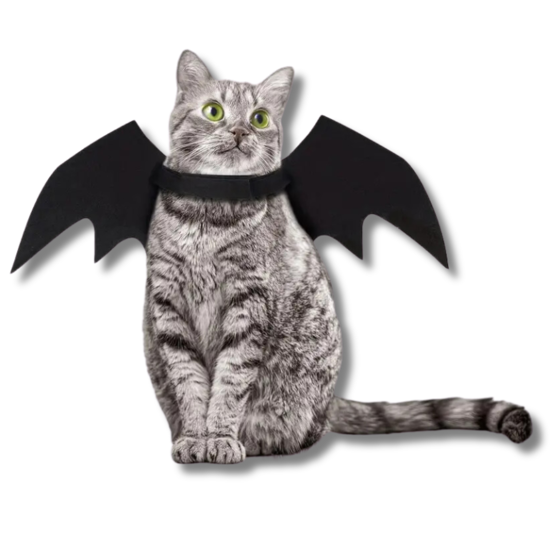 deguisement-chauve-souris-pour-chat