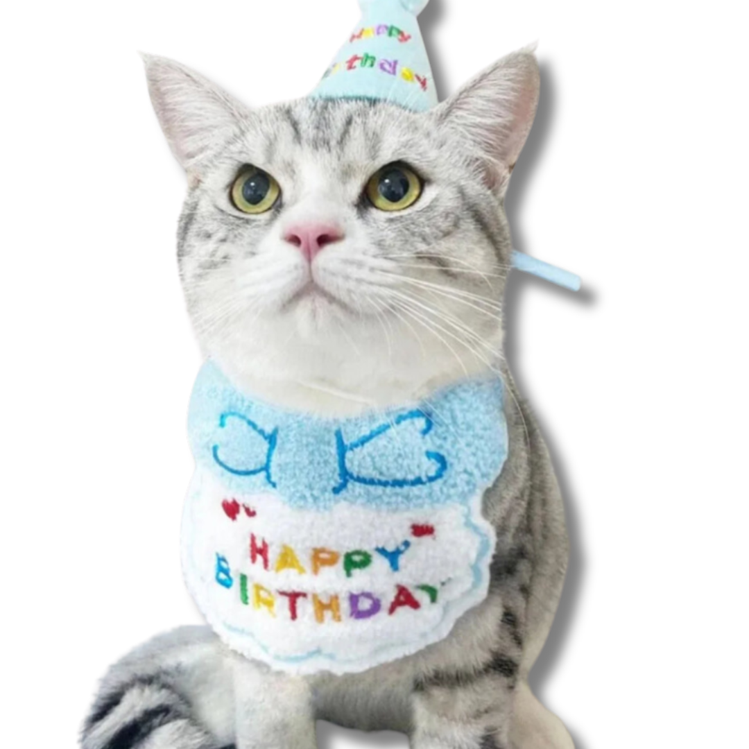 deguisement-danniversaire-pour-chat-bleu-clair