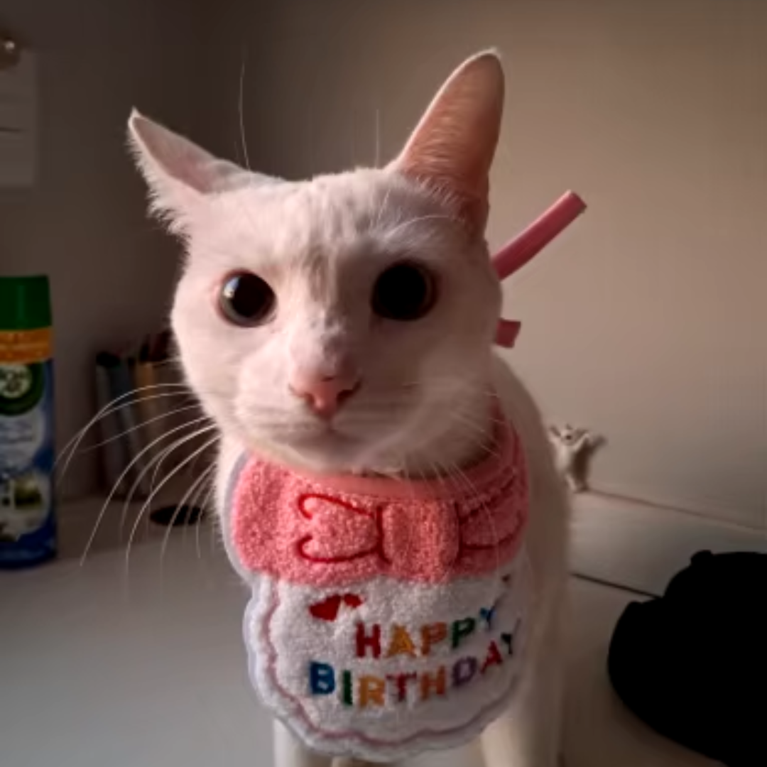 deguisement-danniversaire-pour-chat-rose