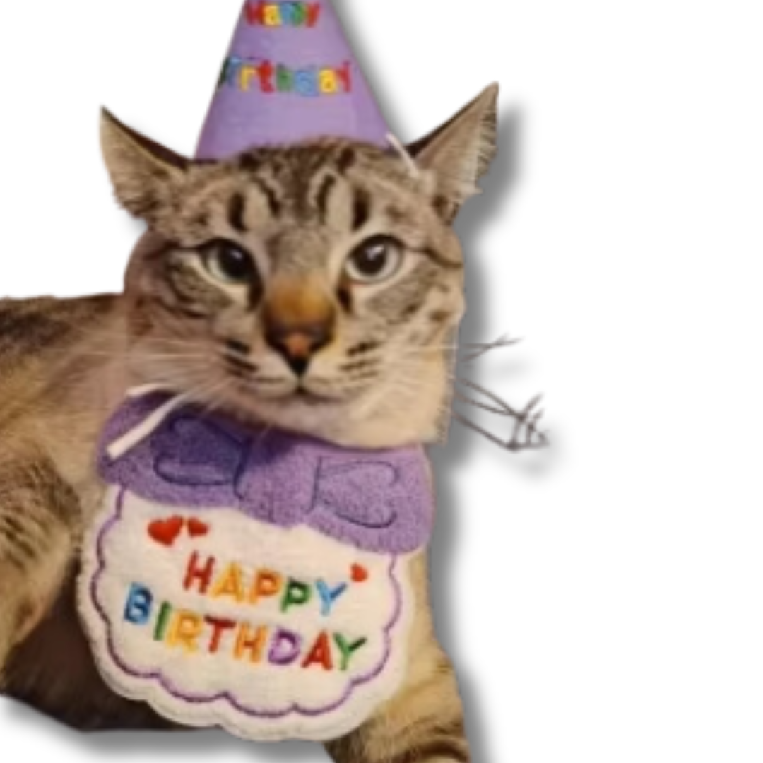 deguisement-danniversaire-pour-chat-violet