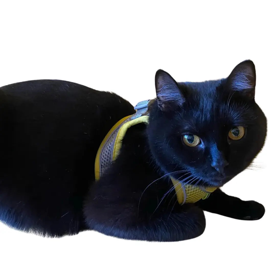 harnais-chat-jaune