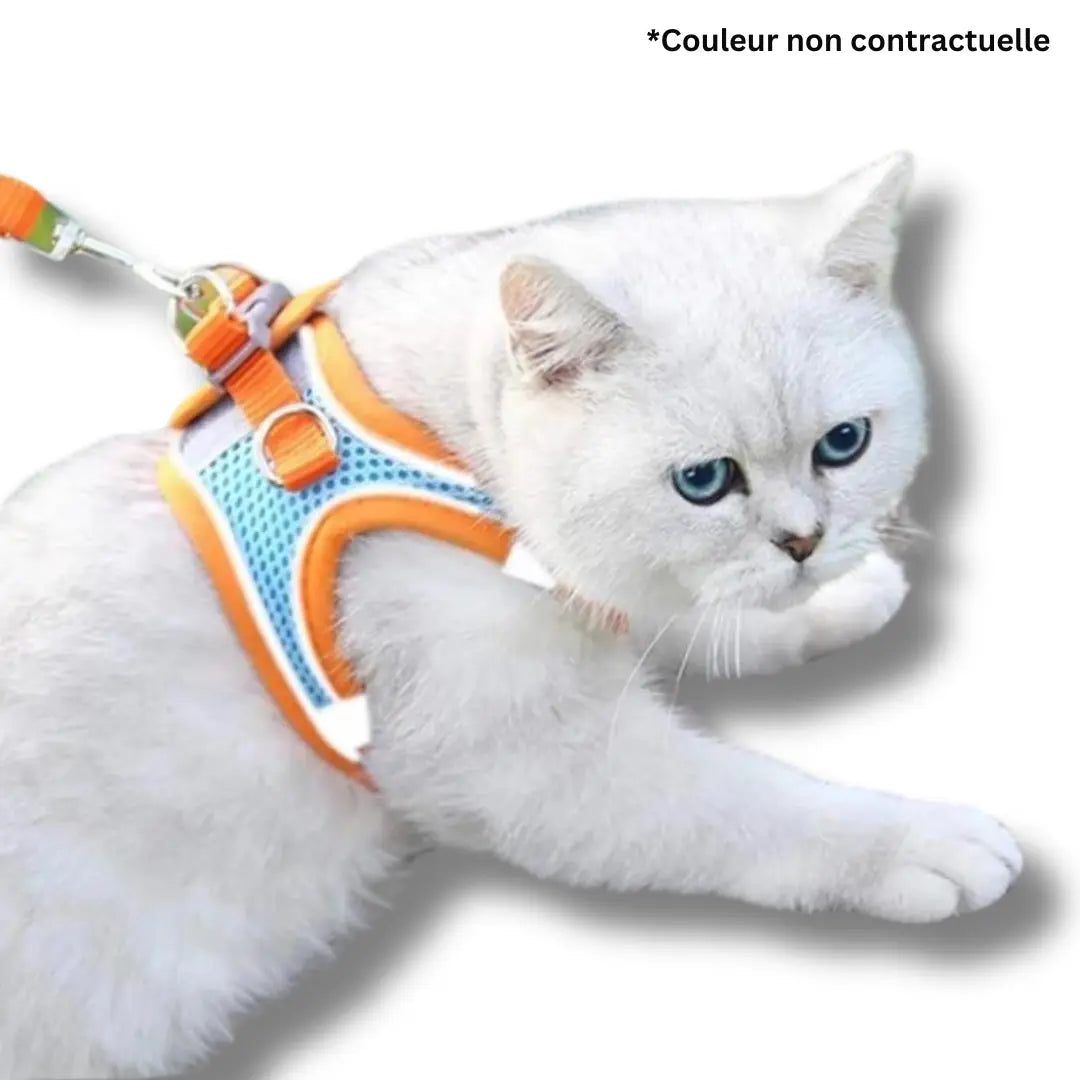 harnais-et-laisse-pour-chat-bleu