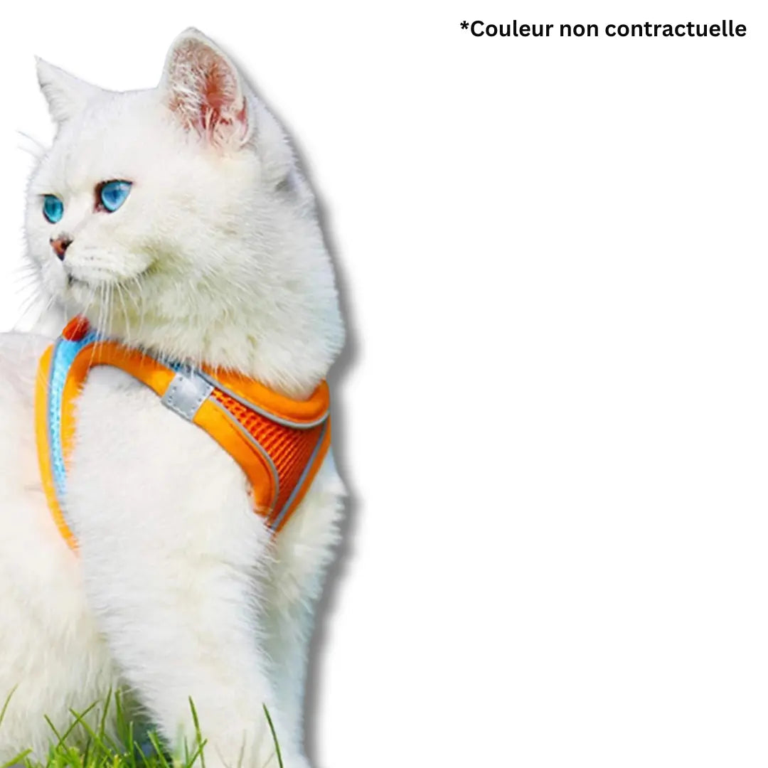 harnais-et-laisse-pour-chat-bleu