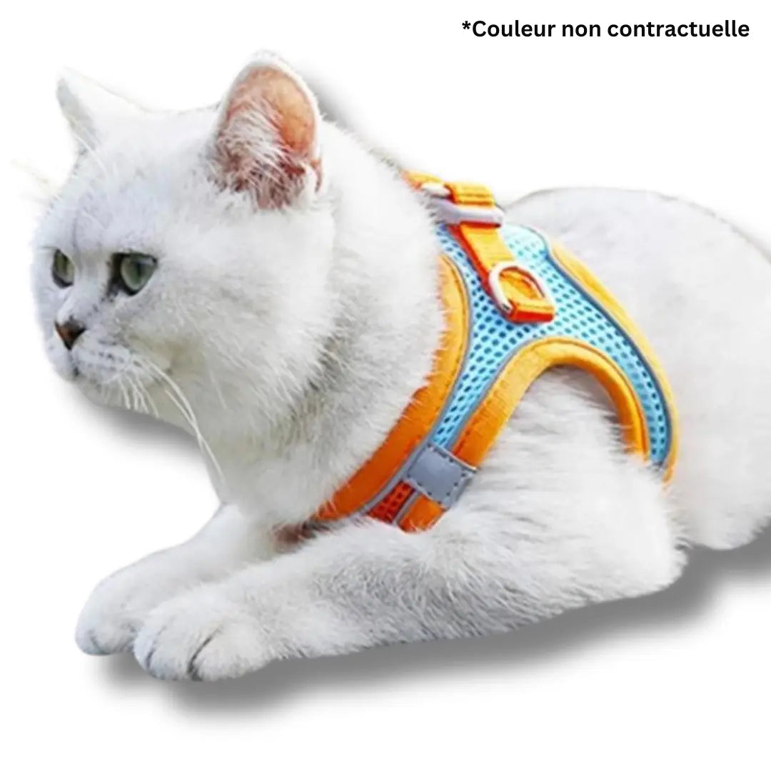 harnais-et-laisse-pour-chat-bleu