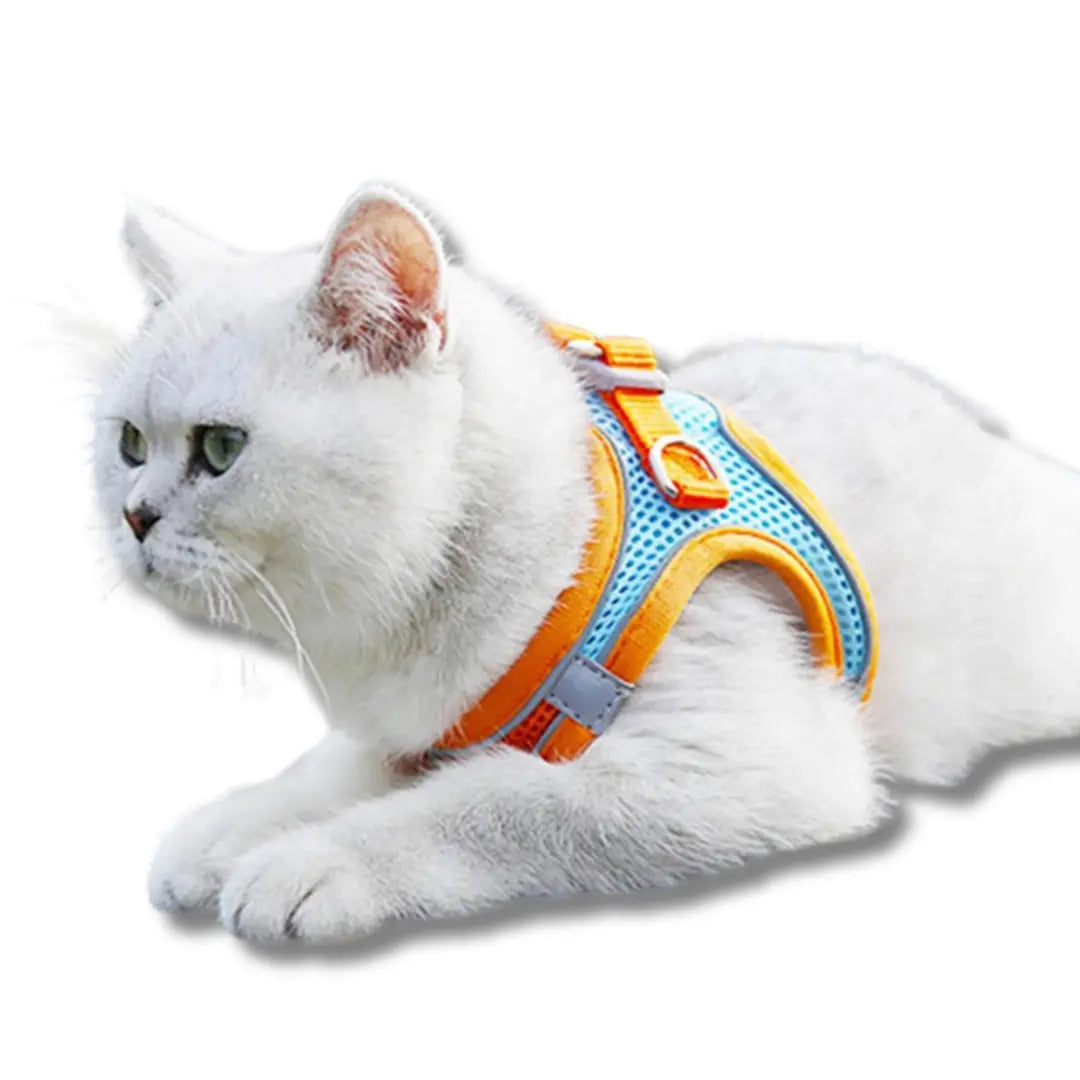 harnais-et-laisse-pour-chat-orange-bleu