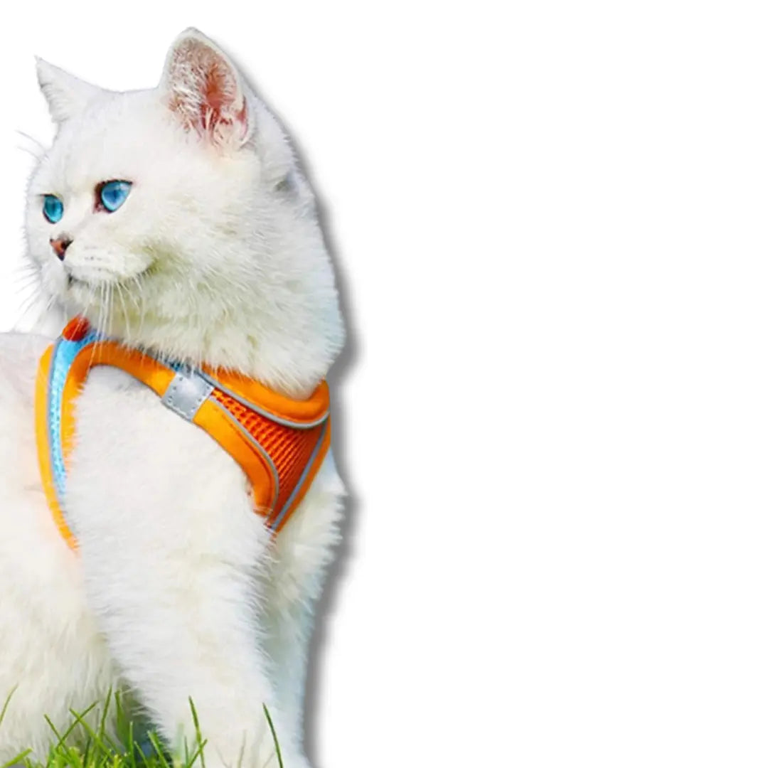 harnais-et-laisse-pour-chat-orange-bleu