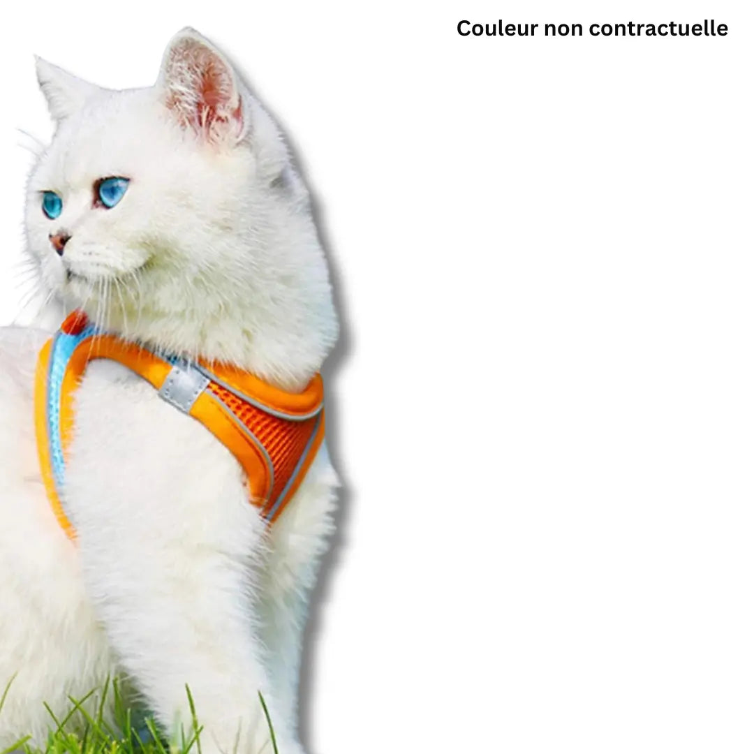 harnais-et-laisse-pour-chat-orange