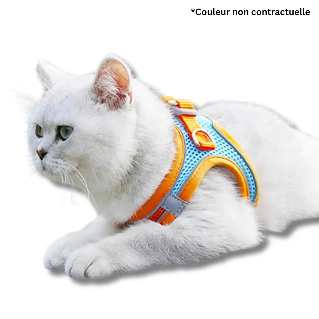 harnais-et-laisse-pour-chat-rose-bleu