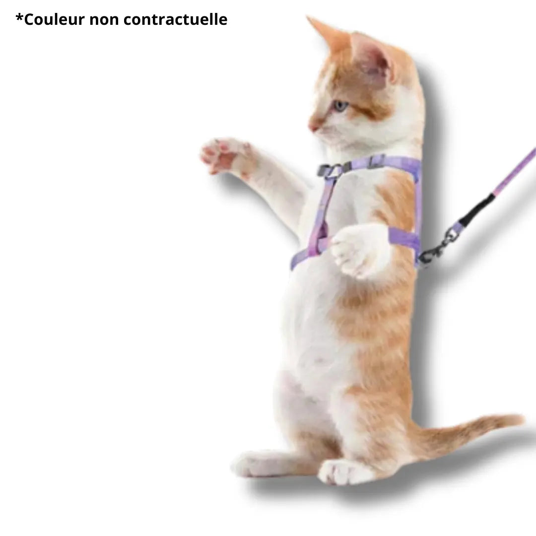 harnais-laisse-chaton-reglable-multicolore